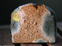 How Mouldy Bread could charge up your Phone